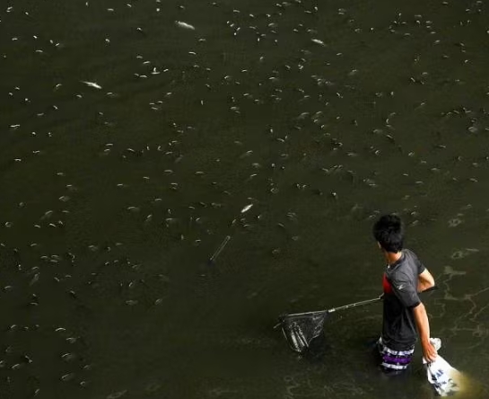 泰国新闻：泰国向入侵罗非鱼宣战
