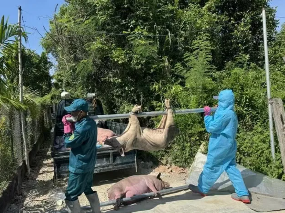 越南猪瘟盛行，销毁超6万多头病猪!